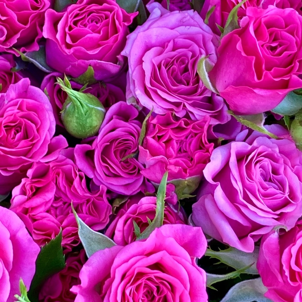 Meet your Posher, Barbara